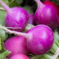 เมล็ดพันธุ์ เรดิชสีม่วง (Purple Plum Radish Seed) บรรจุ 150 เมล็ด คุณภาพดี ราคาถูก ของแท้ 100%