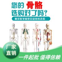 Model 85 human body vertebra smaller model cm170cm skull bone human body skeleton model teaching adults