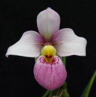 30 เมล็ดพันธุ์ เมล็ดกล้วยไม้ กล้วยไม้ กล้วยไม้เอื้อง (Phragmipedium Orchids) Orchid flower Seed อัตราการงอก 80-85%