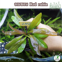 อะเมซอนเรดรูบิน Echinodorus red rubin (ต้นไม้น้ำ)