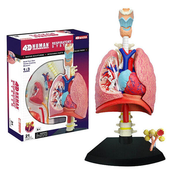 4D Master Human Respiratory System Anatomy Model Medical Teaching Tool