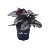 ก้ามปูหลุด กระถาง3นิ้ว  Tradescantia zebrina  ต้นไม้ ต้นไม้ในร่ม plant