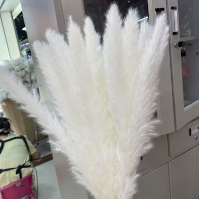 Natural Dried Pampas Grass Decor Fluffy Plume White Black Small Reed Lagurus For Wedding Home Party Decoration Rabbit Tail Flowe