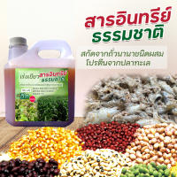 เร่งเขียว สารอินทรีย์ธรรมชาติสูตรเข้มข้น ขนาด 5 ลิตร ไนโตรเจนสูง ชีวภาพ ปุ๋ยน้ำ พืช ใบเขียว โตเร็ว แตกตา  "แถมฟรี" กระชายขาว 1 กระปุก