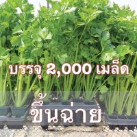 เมล็ดพันธุ์ คื่นฉ่าย,ขึ้นฉ่าย  2000 เมล็ด