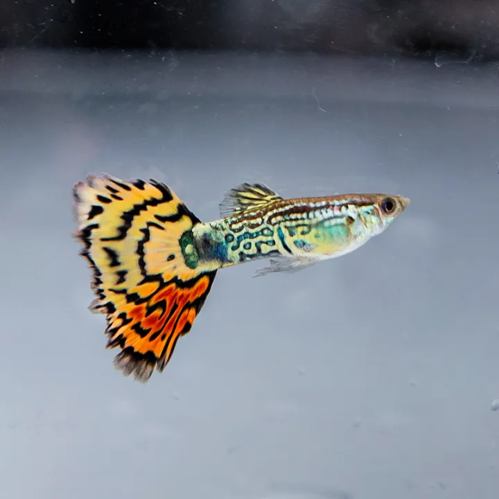 Guppies purebred live fish ornamental fish small freshwater fish live