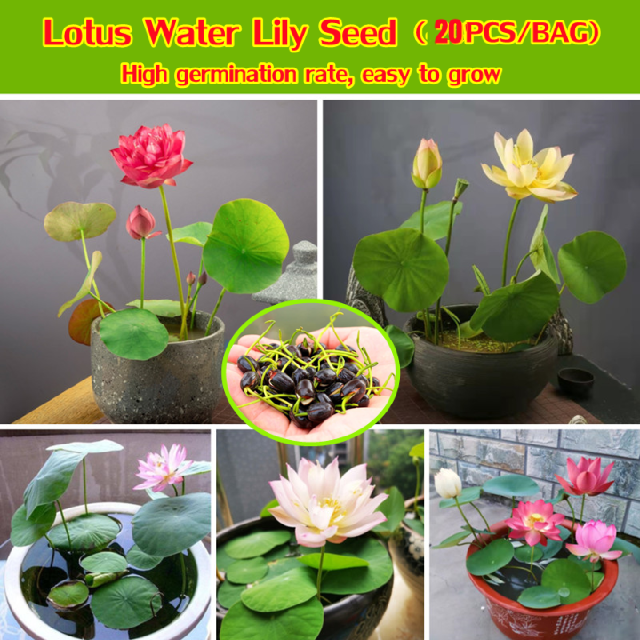 [Fast Germination] y tock In Malaysia 20 Pcs Lotus Water Lily eeds Bowl