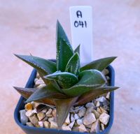 Haworthia marginata ANP-1 A04