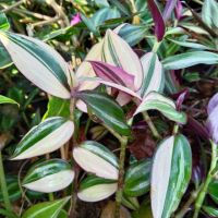 ก้ามปูหลุดด่างชมพู/ไตรคัลเลอร์(Tradescantia Tricolor)สีสันต์สวยงามน่าสะสม ชอบแดดรำไร ปลูกเป็นไม้เลื้อยคลุมดิน ไม้ประดับแขวน  จัดส่งแบบชุด10กิ่ง