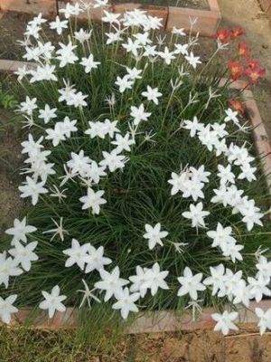 20หัว/ ดอกบัวดินสีขาว Zephyranthes  เป็นพืชในวงศ์ Amaryllidaceae ว่านขุนแผนสะกดทัพ