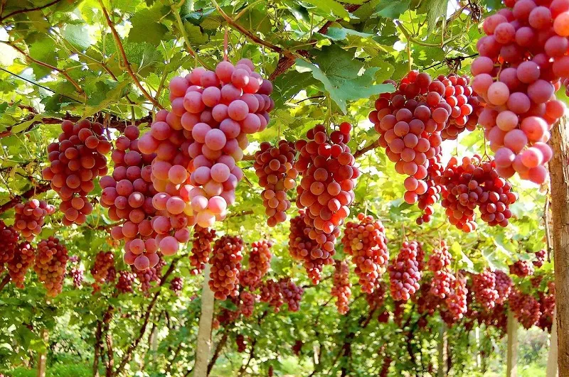 grapes fruit garden