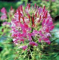 เมล็ดดอก เสี้ยนฝรั่ง (Cleome) คละสี  45 เมล็ด  ซองละ 29 บาท  เสี้ยนฝรั่งต้นสูง ช่อดอกมีขนาดใหญ่