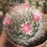 แมมขนแมว (Mammillaria Bocasana) จัดส่งแบบถอดราก