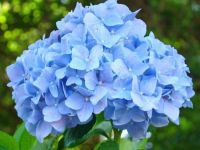 20 เมล็ด เมล็ดไฮเดรนเจีย Hydrangea Seeds สีฟ้า ไฮเดรนเยียสายพันธุ์ฝรั่งเศส ของแท้ 100% อัตรางอกสูง 70-80 % มีคู่มือปลูก ปลูกในกระถางได้