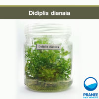 ​Didiplis diana (เนื้อเยื่อ ) ต้นไม้น้ำ ต้นไม้น้ำตกแต่งตู้ปลา ***กรุณาอ่านรายละเอียดก่อนสั่งซื้อ***