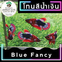 ไม่มีค่าส่ง! ปลากัด โทน สีน้ำเงิน แฟนซี  : Fancy Betta  ( เสน่ห์จันทร์ ปลากัด )