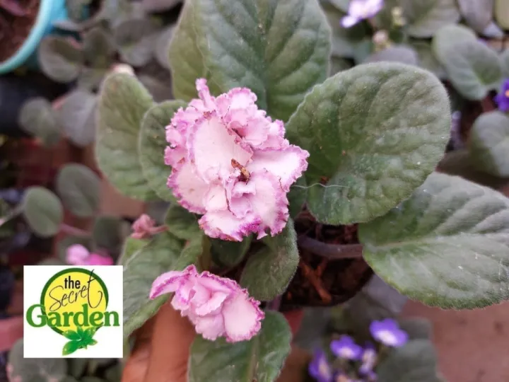 African Violet (Crusted Pink Flower) with FREE plastic pot, and garden