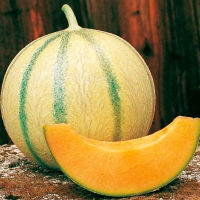 เมล็ดพันธุ์  เมล่อน ชาเลนไทส์ Charentais Melon Seed 20 เมล็ด คุณภาพดี ราคาถูก ของแท้ 100%