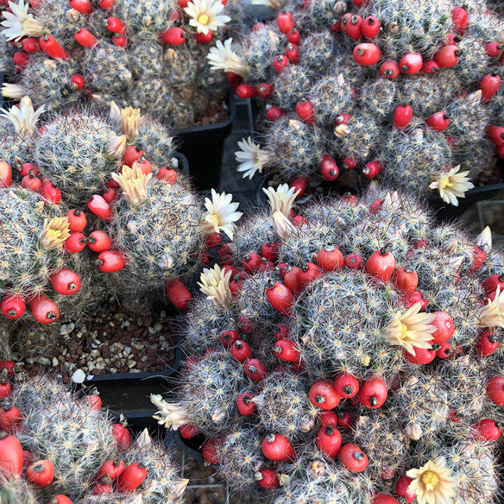 plants-center-พร้อมส่ง-songxia-กระบองเพชรไม้ลำ-แคคตัส-cactus-mammillaria-prohjera-seeding-ไม้ชำหน่อ-7-9cm