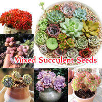 ?บานเพื่อคุณเท่านั้น? 100ชิ้น/แพ็ค คุณภาพสูง Mixed Colour Succulent Seeds เมล็ดบอนสี เมล็ดแคคตัส ต้นไม้มงคลจิ๋ว ต้นไม้ฟอกอากาศ เมล็ดไม้อวบน้ำ เมล็ดพันธุ์ดอกไม้ - Seeds