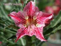 10 เมล็ด. เมล็ดพันธุ์ Seeds ชวนชม สายพันธุ์ไต้หวัน สีแดง Adenium Seeds กุหลาบทะเลทราย Desert Rose ราชินีบอนไซ มีคู่มือปลูก นำเข้าจากไต้หวัน