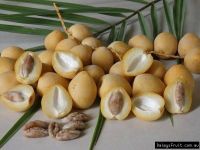 10 เมล็ด Seeds เมล็ดพันธุ์ อินทผาลัม (Date palm) จากต้นเพาะเนื้อเยื้อ สายพันธุ์ บาฮี เหลืองใหญ่