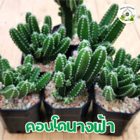 คอนโดนางฟ้า ปราสาทนางฟ้า 2 ต้น  35 บาท แคคตัสราคาถูก cactus