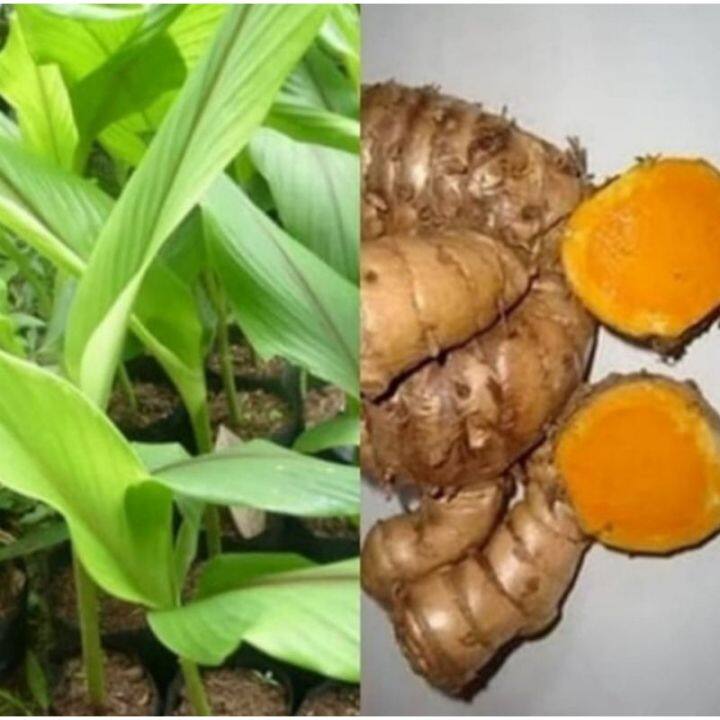 Pohon Temulawak Curcuma Tanaman Herbal Bibit Pohon Temulawak Lazada Indonesia 1213