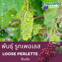 กิ่งพันธุ์องุ่น “รูทเพอเรท” (Loose Perlette) ไร้เมล็ด