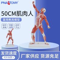 Human body muscle men 50 cm model art sketch sculpture trans fitness yoga display