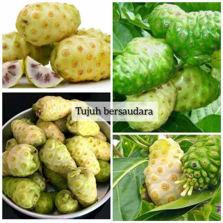 1kg Buah mengkudu segar buah pace / noni obat herbal banyak khasiat