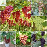 พร้อมส่ง โปรโมชั่น เมล็ดพันธุ์องุ่น Grape Seeds บรรจุ 100 เมล็ด ต้นไม้มงคล ต้นไม้ฟอกอากาศ ต้นไม้ประดับ พันธุ์ไม้ผล ต้นไม้มงคลใหญ่ ส่งทั่วประเทศ พรรณ ไม้ น้ำ พรรณ ไม้ ทุก ชนิด พรรณ ไม้ น้ำ สวยงาม พรรณ ไม้ มงคล