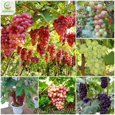 ( PRO+++ ) โปรแน่น.. เมล็ดพันธุ์องุ่น Grape Seeds บรรจุ 100 เมล็ด ต้นไม้มงคล ต้นไม้ฟอกอากาศ ต้นไม้ประดับ พันธุ์ไม้ผล ต้นไม้มงคลใหญ่ ราคาสุดคุ้ม พรรณ ไม้ น้ำ พรรณ ไม้ ทุก ชนิด พรรณ ไม้ น้ำ สวยงาม พรรณ ไม้ มงคล