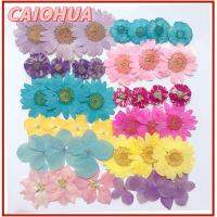 CAIOHUA 12PCS/Bag ลดกระหน่ำ เรซิน แต่งหน้า กด การทำเครื่องประดับ ศิลปะ เดซี่ดอกไม้ประดิษฐ์