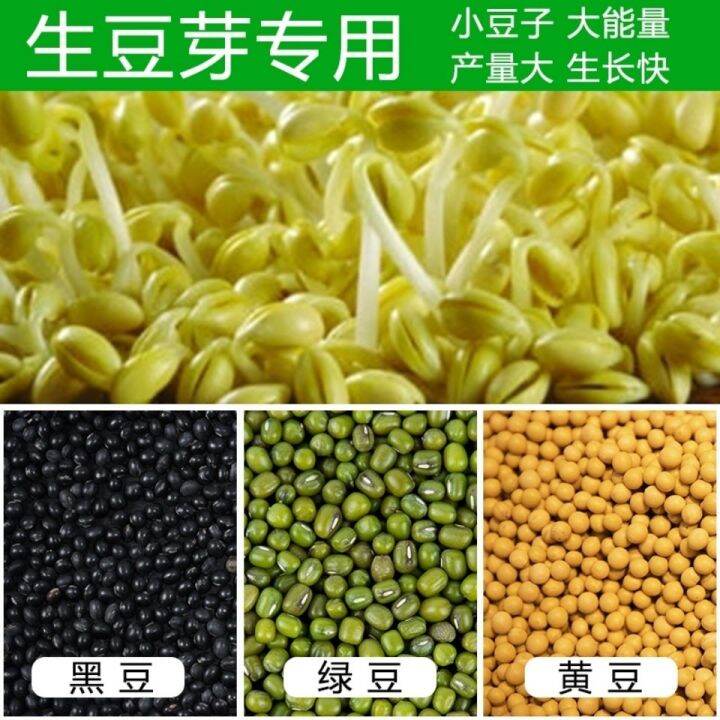 Sprouts, raw sprouts, soybeans, mung beans, black beans, seeds, sprouts