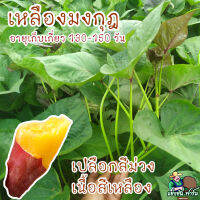 ยอดพันธุ์มันหวาน เหลืองมงกุฎ (potato king) #จัดส่ง Kerry ?ฝากกดติดตามร้านด้วยนะ มีส่วนลดให้ครับ