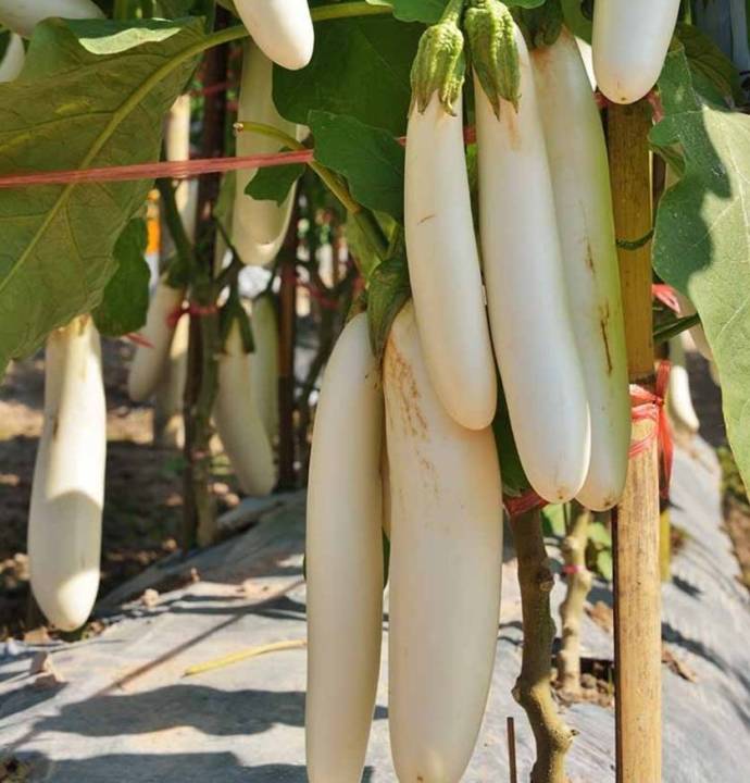 มะเขือยาว-aubergine-long-eggplants-seeds-มะเขือยาวลูกผสม-มะเขือยาวม่วงลิงมังกี้-มะเขือยาวฟาร์มเมอร์ลอง-มะเขือยาวซาไก-มะเขือยาว