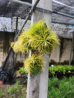 ทิลแลนเซีย รากอากาศ ดูอิท สีเหลือง ทรงบอลลูน ติดtillandsia ทิลแลนเซีย/สับปะรดสี ?ทรงกลม ทรงลูกบอล?พร้อมลวดแขวน ?เพื่อตกแต่ง บ้าน ร้าน อาคาร สนง. ได้พร้อมแขวน ช่วงนี้มีสีสันสวยงามตามฤดูกาล ของพืช