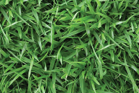 ขายถูก 1 ลิตร เมล็ดหญ้านวลน้อย Manila Grass Temple Grass หญ้าปูสนาม สนามหญ้า พืชตระกูลหญ้า เมล็ดพันธ์หญ้า ปูสนาม ชนิดหญ้า หญ้ามาเลเซีย
