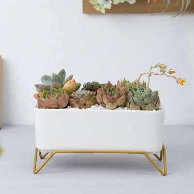 White Ceramic Flowerpot With Gold Metal Stand Oval Rectangle Square Succulent Pot With Drain Hole Modern Home Garden Decorations