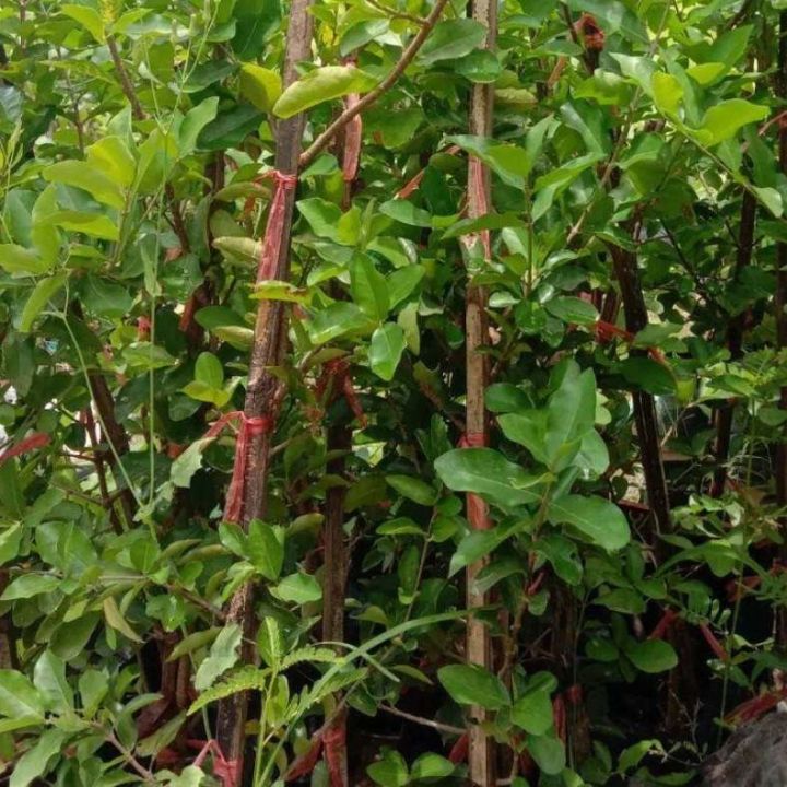 ต้นเชอรี่-ต้นเชอร์รี่ไทย-กิ่งตอน-รสชาติหวาน-ปลูกง่าย-โตใว-ต้นสูง80-100cm-1ต้น