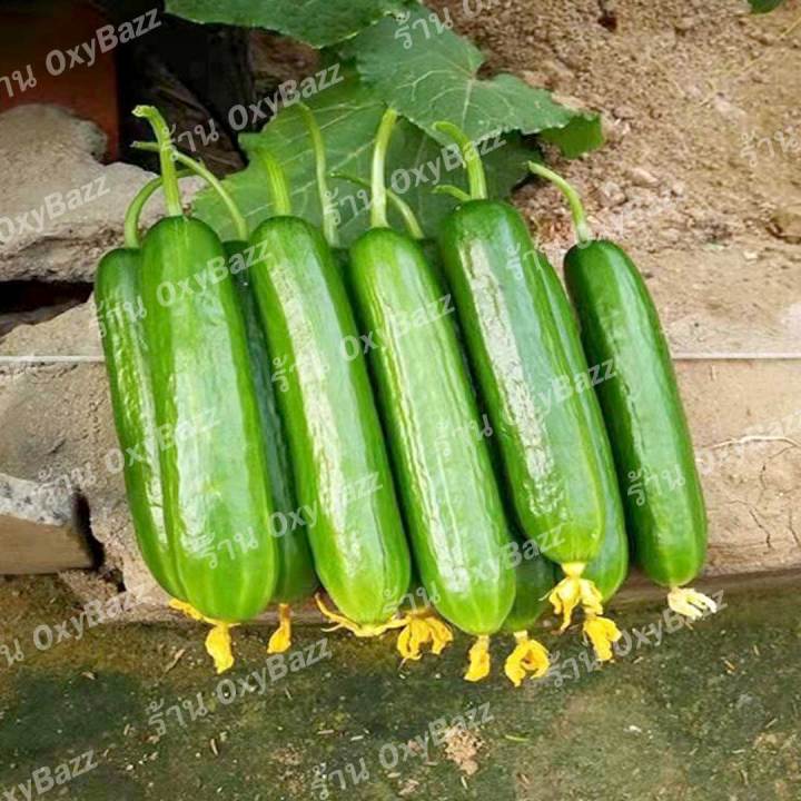 เมล็ดพันธุ์แตงกวาฮอลแลนด์-เมล็ดแตงกวาฮอลันดา-30เมล็ด-แตงกวาไร้หนาม-dutch-cucumber-seeds