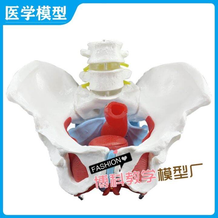 manufacturers-selling-female-pelvis-and-pelvic-floor-muscle-model-pelvis-human-body-skeleton-model-femoral-model