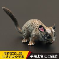 Solid childrens simulation animal toy model Australian possum Leadbite cognitive gift decoration