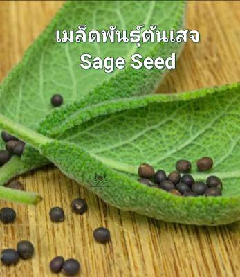ต้นเสจ Sage Seed เมล็ดพันธุ์ต้นเสจ บรรจุ 5 เมล็ด  10 บาท