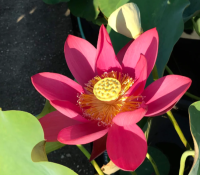 5 เมล็ดพันธุ์ บัว สายพันธุ์ BEIJING LOTUS ZHONG GUO HONG BEIJING สีแดง เพาะปลูกและเก็บเมล็ดในไทย ขยายพันธุ์ในไทยได้ สายพันธุ์นิยมปลูกในอเมริกา