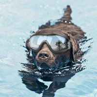 ZZOOI Pet Dog Sunglasses Fashion Cool Foldable Puppy Cat Glasses Waterproof Windproof UV Protection Goggles Eyewear Photo Props