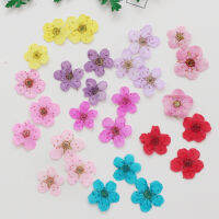 60 pcs Mini Pressed Dried Narcissus Jonquilla ดอกไม้พืชสมุนไพรสำหรับอีพ็อกซี่เรซิ่นเครื่องประดับ Bookmark โปสการ์ด Nailart DIY-GFGNH MALL
