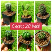 แคคตัส กระบองเพชร Cactus บ้านสวนคุณกรณ์