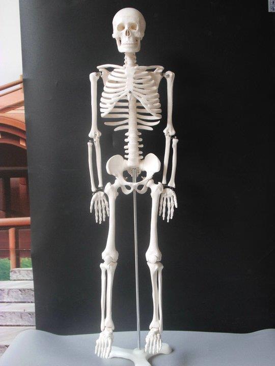 medical-human-body-skeleton-skeleton-skeleton-spinal-nerve-teaching-anatomy-specimens-model